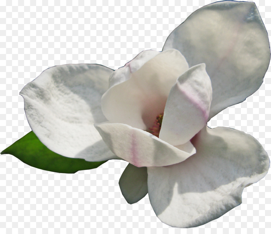 Fleur，La Floraison De La Plante PNG