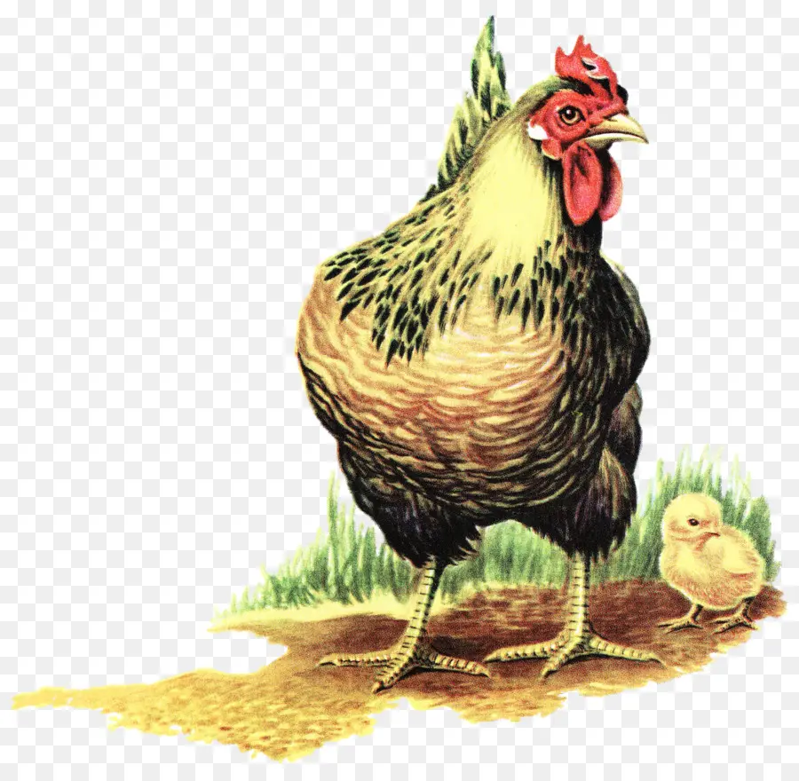 Poulet，Poule PNG