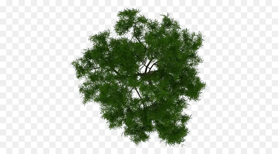 Arbre，Architecture PNG