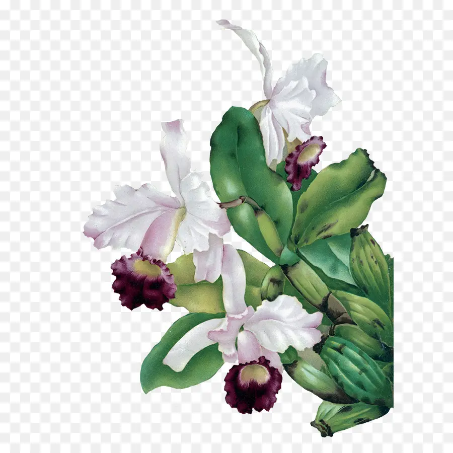 Fleur，Les Orchidées PNG