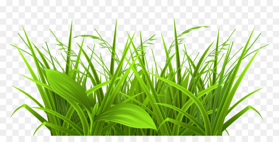 Herbe Verte，Nature PNG