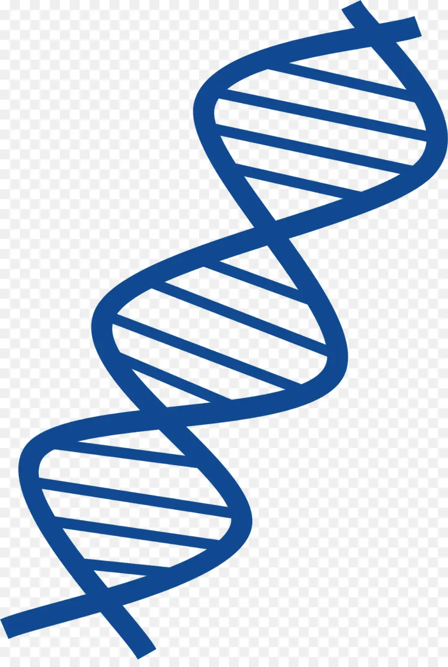 L Adn，L Acide Nucléique Double Hélice PNG