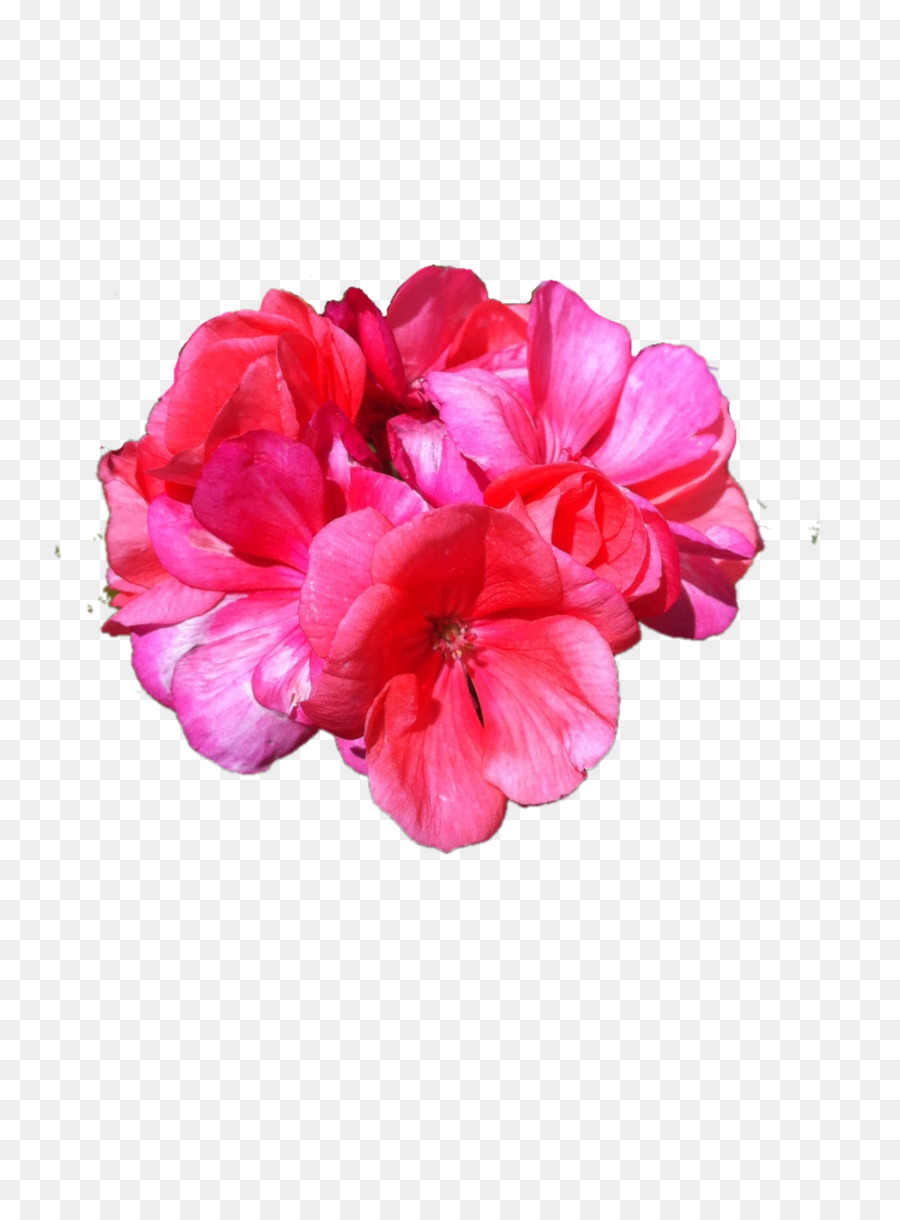 Couronne De Fleurs，Fleurs PNG