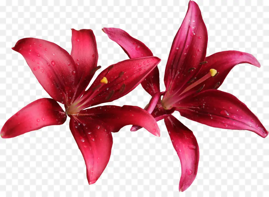 Lys Rouges，Fleurs PNG