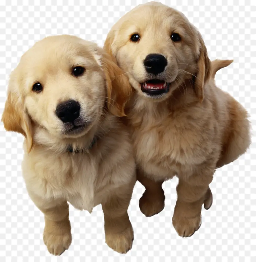 Chiots，Chiens PNG