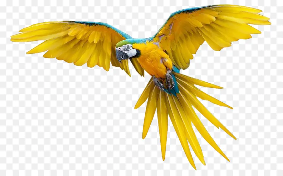 Perroquet Jaune，Ailes PNG