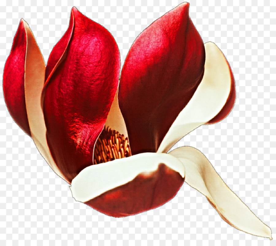 Fleur Rouge，Fleurir PNG