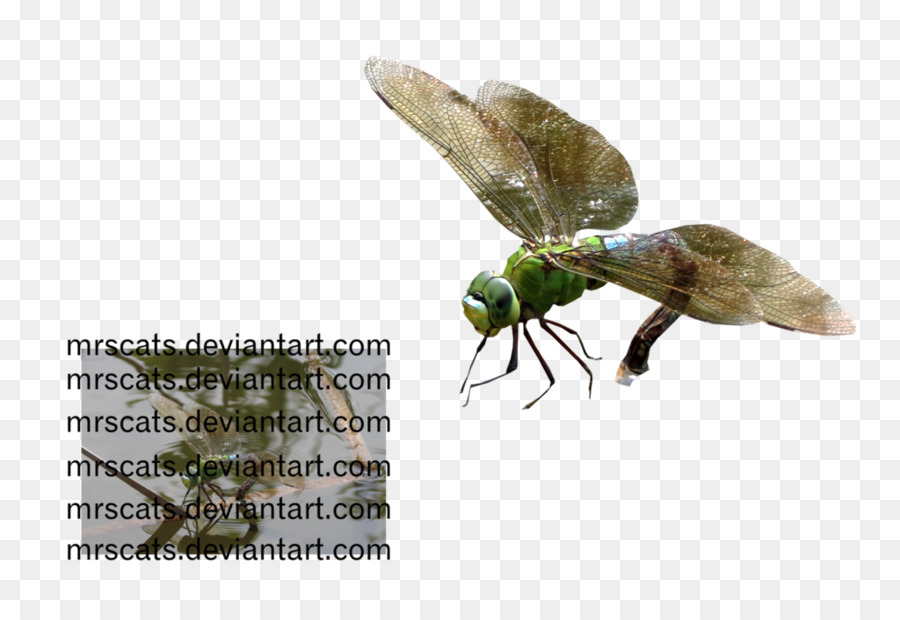 Les Insectes，Les Invertébrés PNG