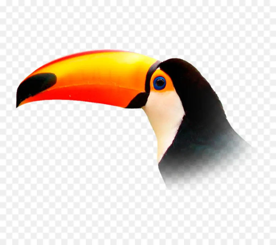 Toucan，Coloré PNG