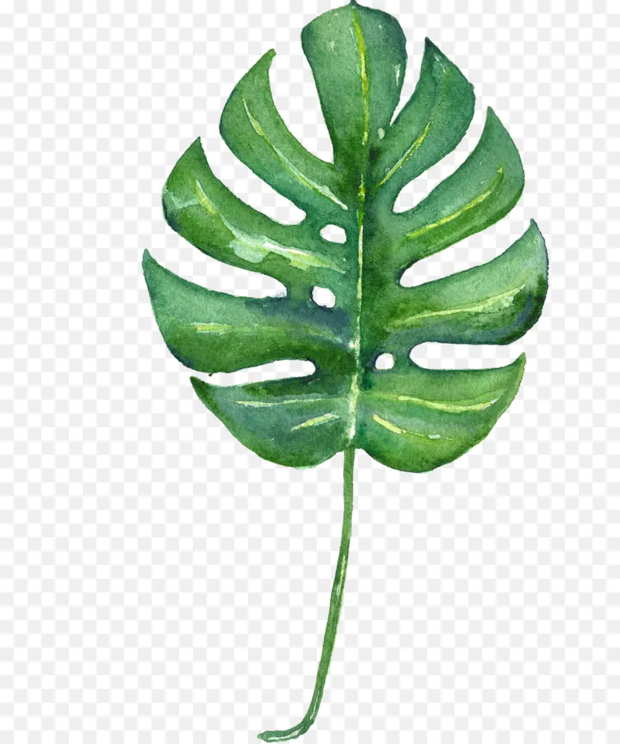 Plante Monstera，Feuilles PNG