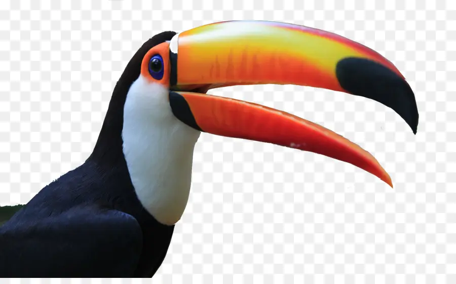 Toucan，Bec PNG