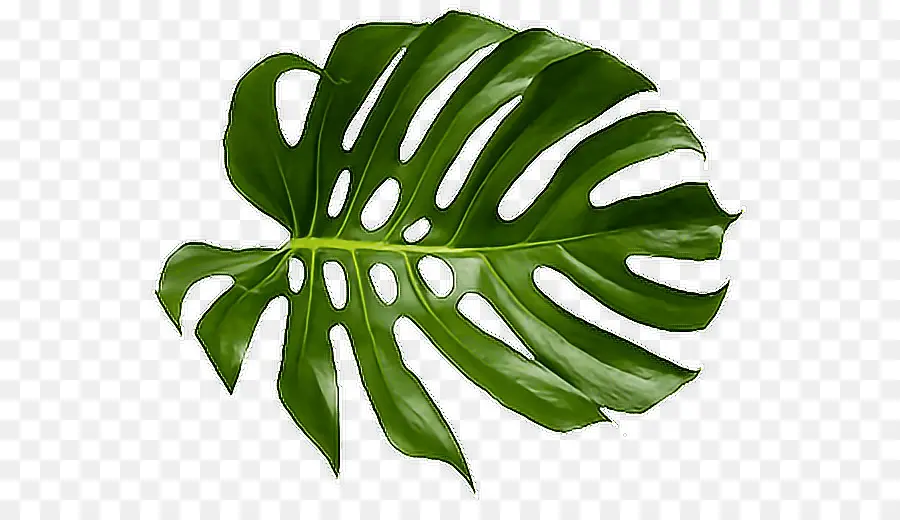 Feuille Verte，Grand PNG