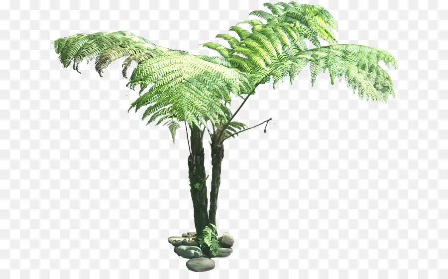 Arbre，Plante PNG