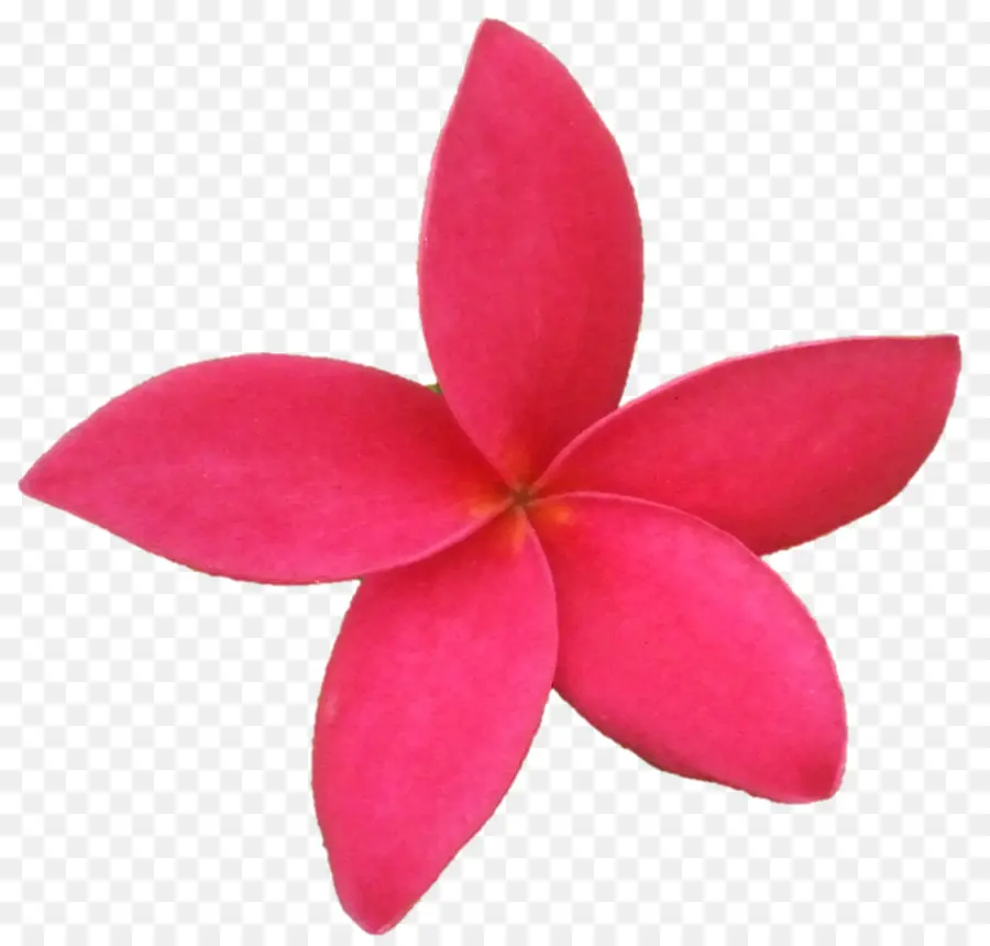 Fleur Rose，Pétales PNG