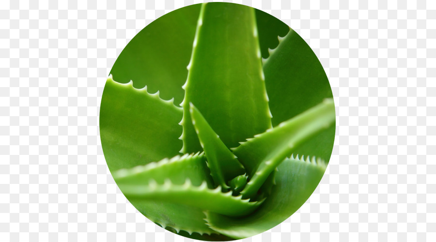 Aloe Vera Vert，Succulent PNG