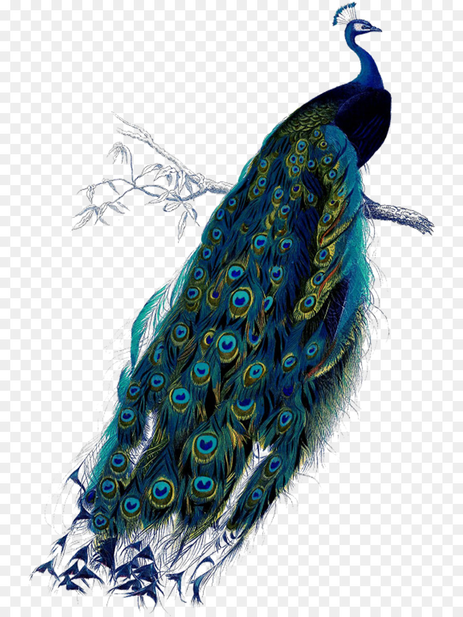 Paon，Plumes PNG