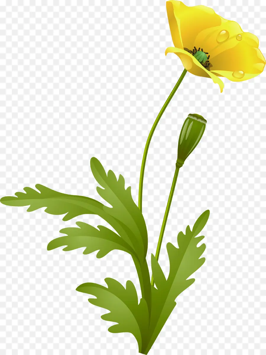 Fleur Jaune，Tige PNG