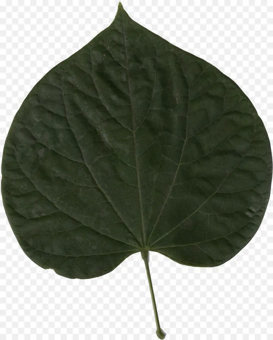 Feuille，Vert PNG