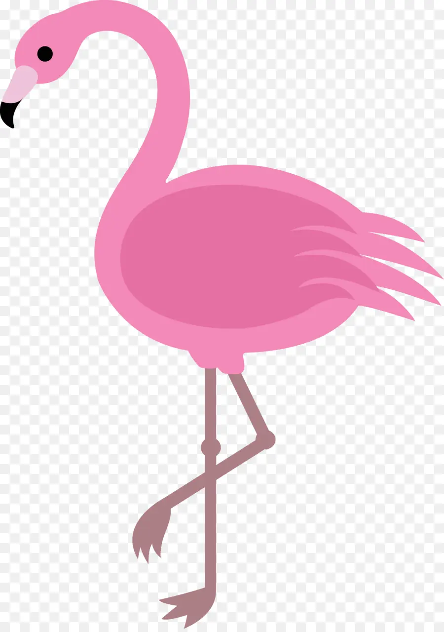 Flamant Rose，Jambes PNG