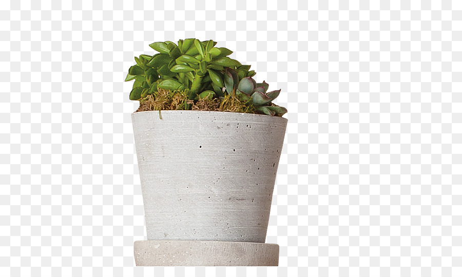 Succulent，Vert PNG