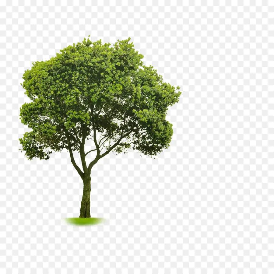 Arbre，Feuilles PNG