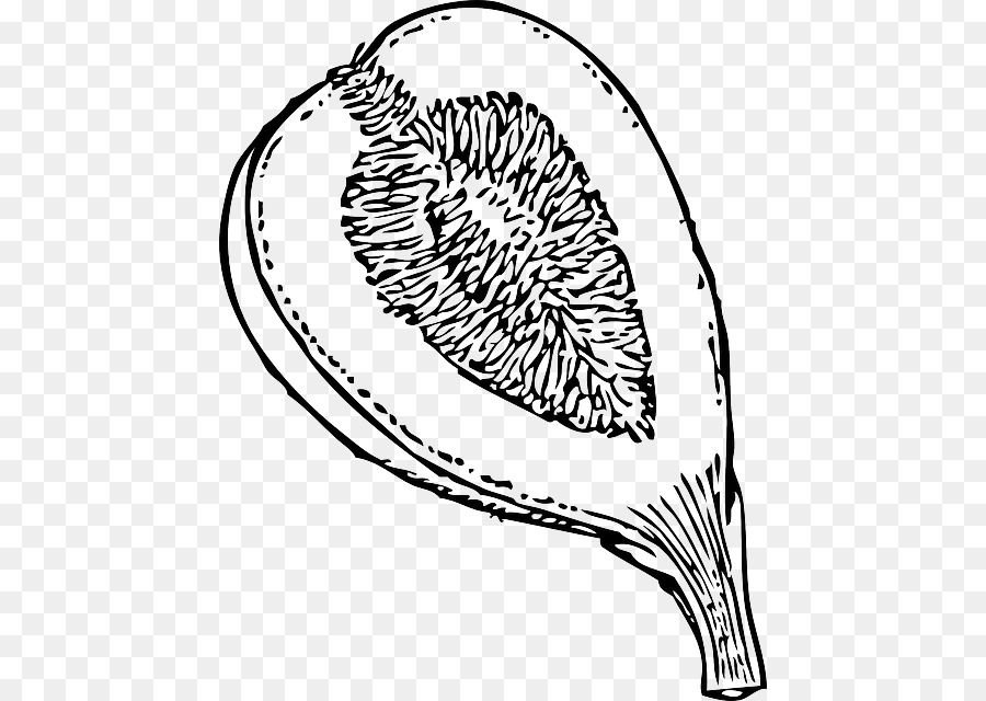 Figuier De La Mission，Fruit PNG