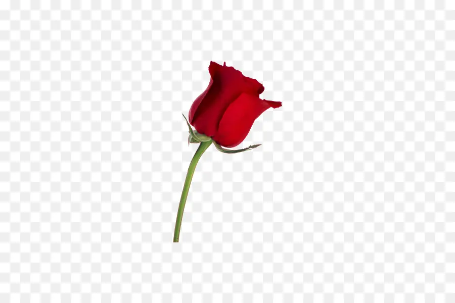 Rose Rouge，Tige PNG