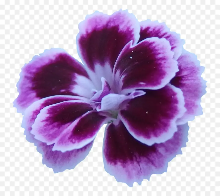 Fleur，Fleurir PNG