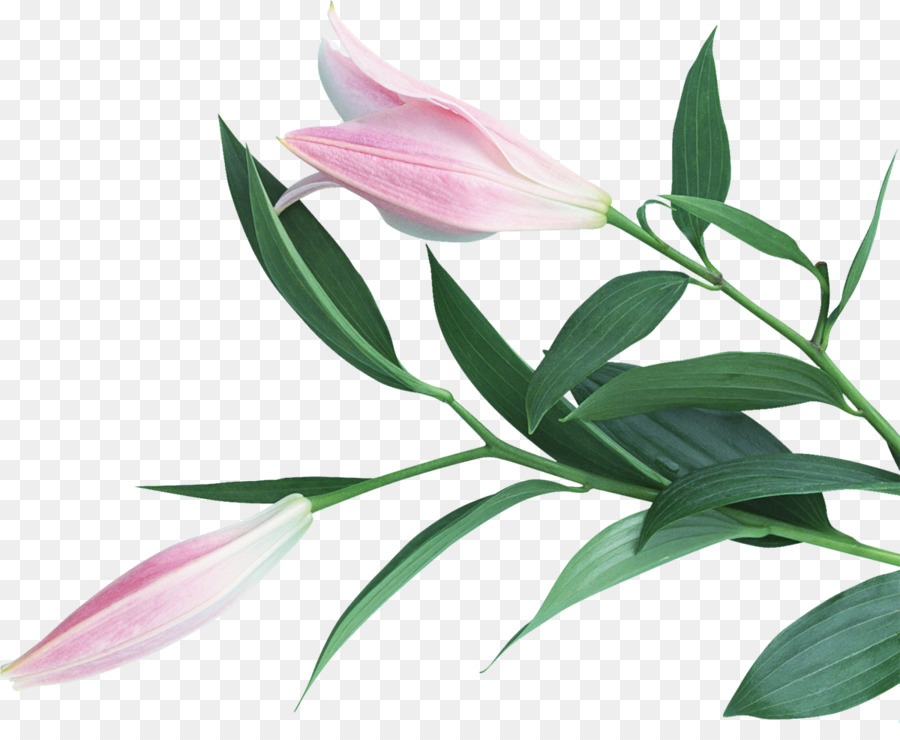 Fleur，Héliconie PNG