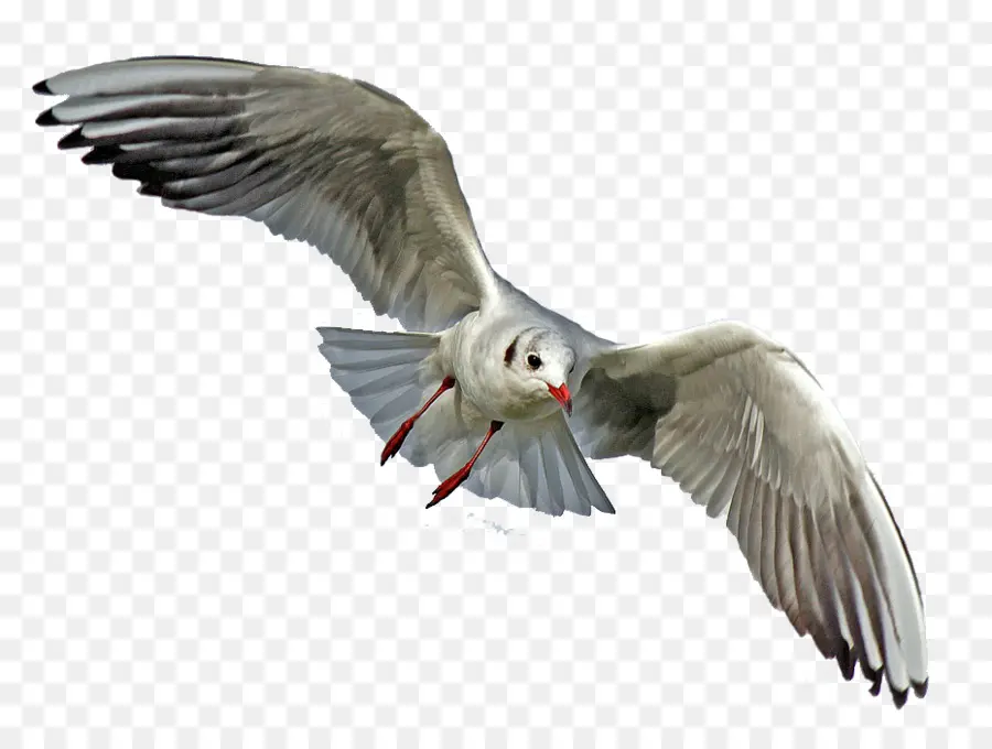 Mouette，Oiseau PNG