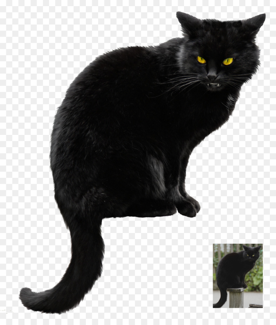 Chat Noir，Fourrure PNG