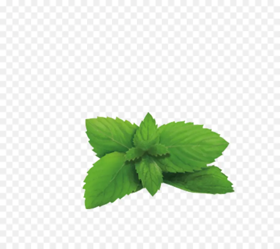 Plante Verte，Feuilles PNG