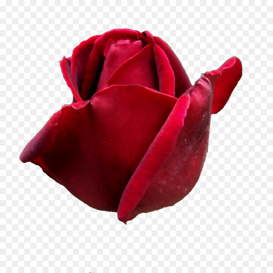 Rose，Roses De Jardin PNG