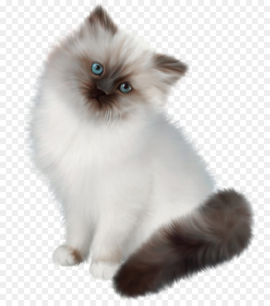 Chat，Félin PNG