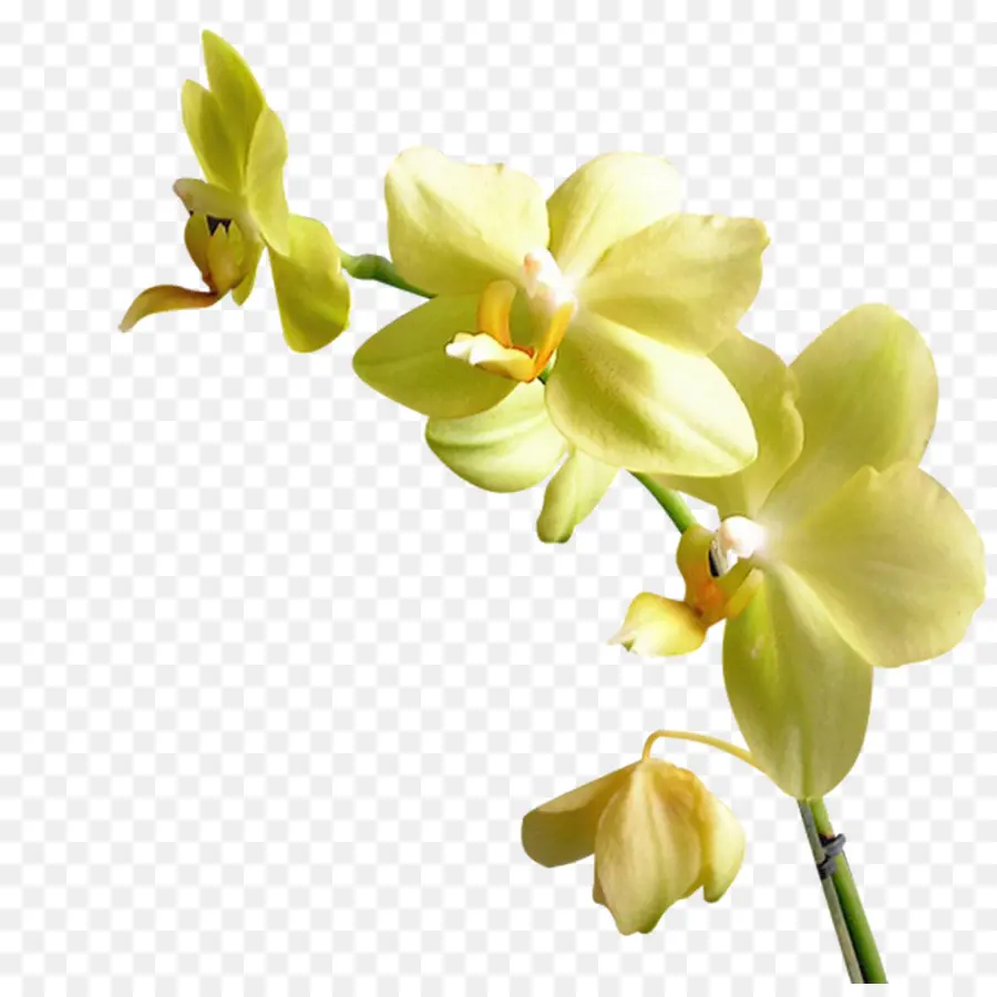 Fleur，Orchidées PNG