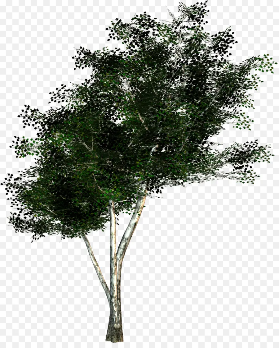 Arbre Vert，Arbre PNG