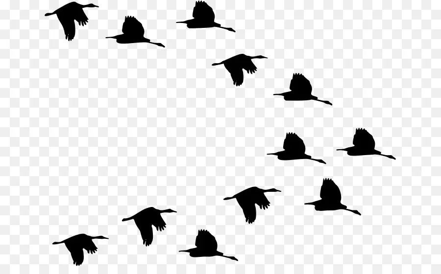 Oiseaux Volants，Silhouette PNG