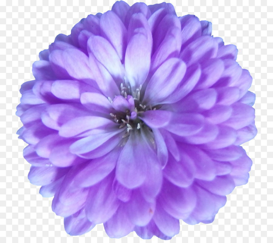 Fleur Violette，Fleurir PNG