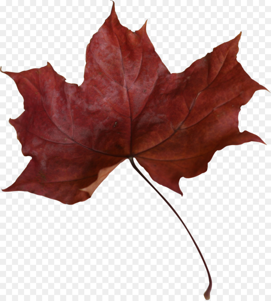 Feuille Rouge，Automne PNG