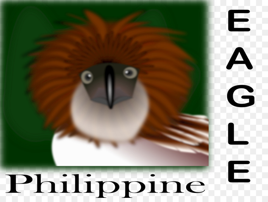 Philippines，Le Pygargue à Tête Blanche PNG