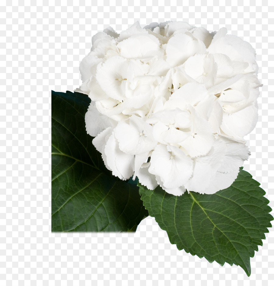 Fleur Blanche，Pétales PNG