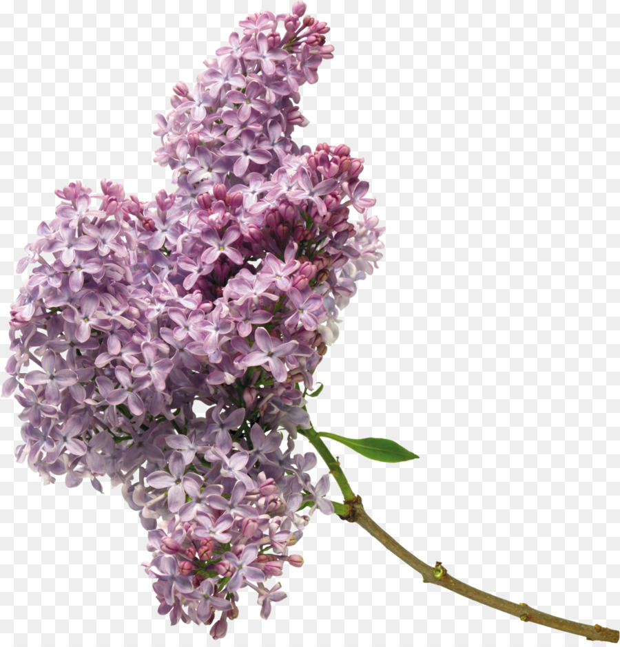 Fleurs Lilas，Fleurir PNG