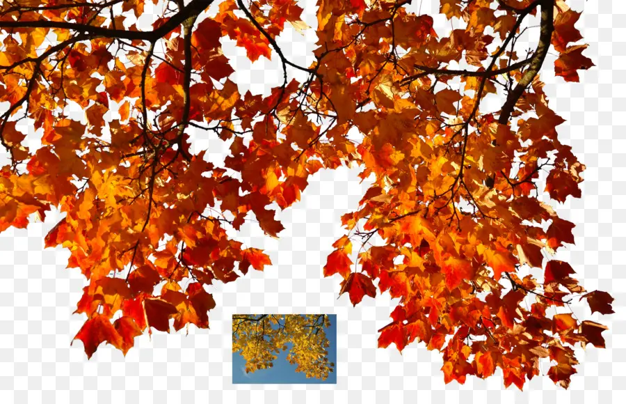 Feuilles D'automne，Automne PNG