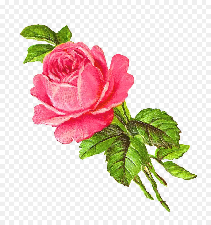 Roses Roses，Bouquet PNG