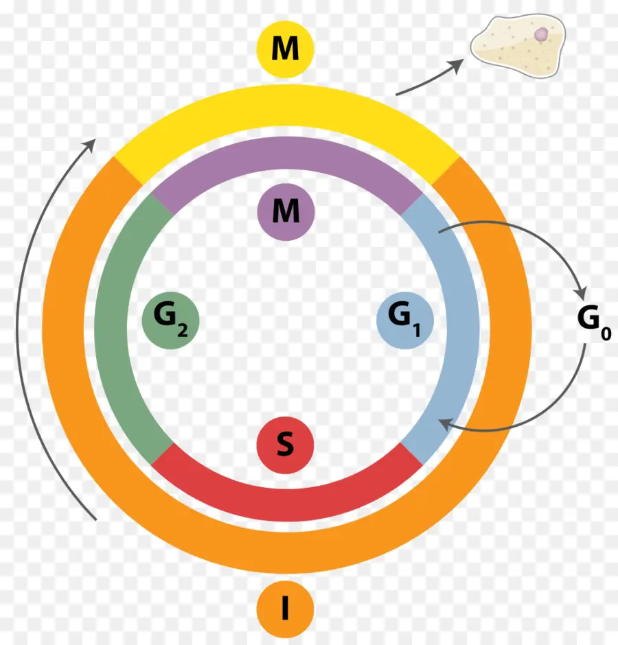 Cycle Cellulaire，La Cellule PNG