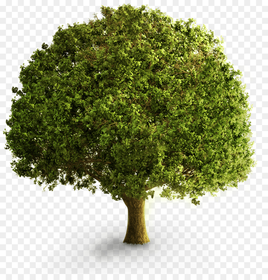 Arbre Vert，Nature PNG