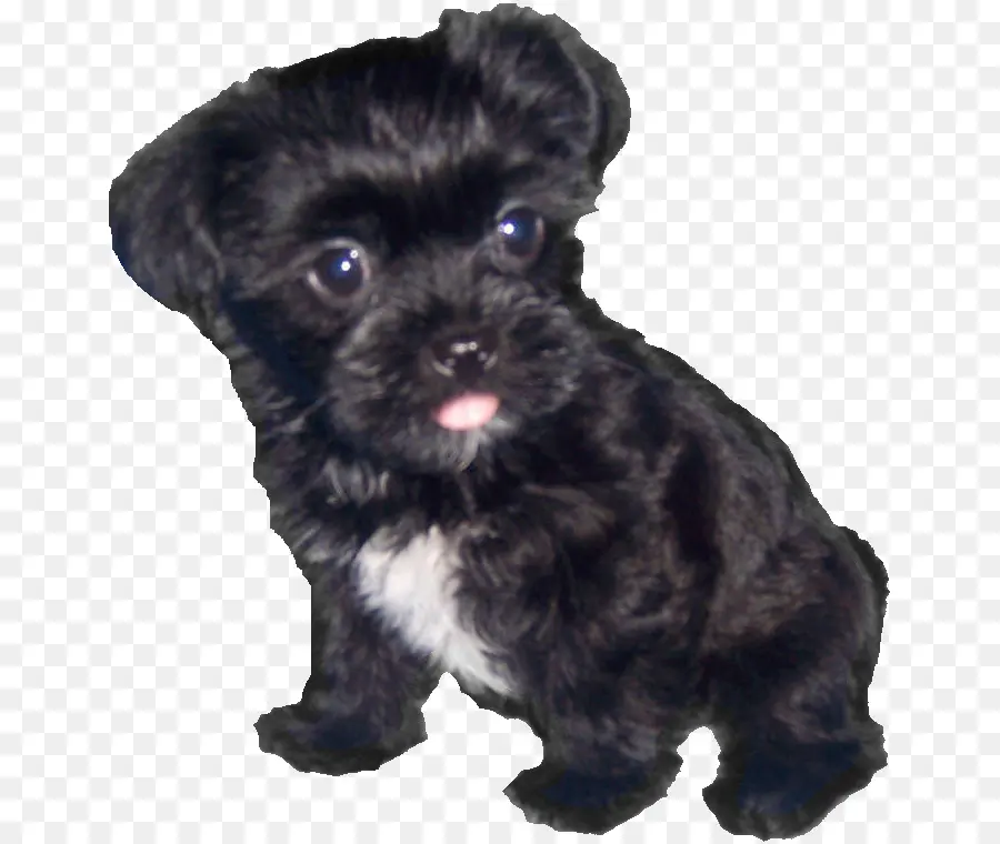 Gaspilleur，Shih Tzu PNG