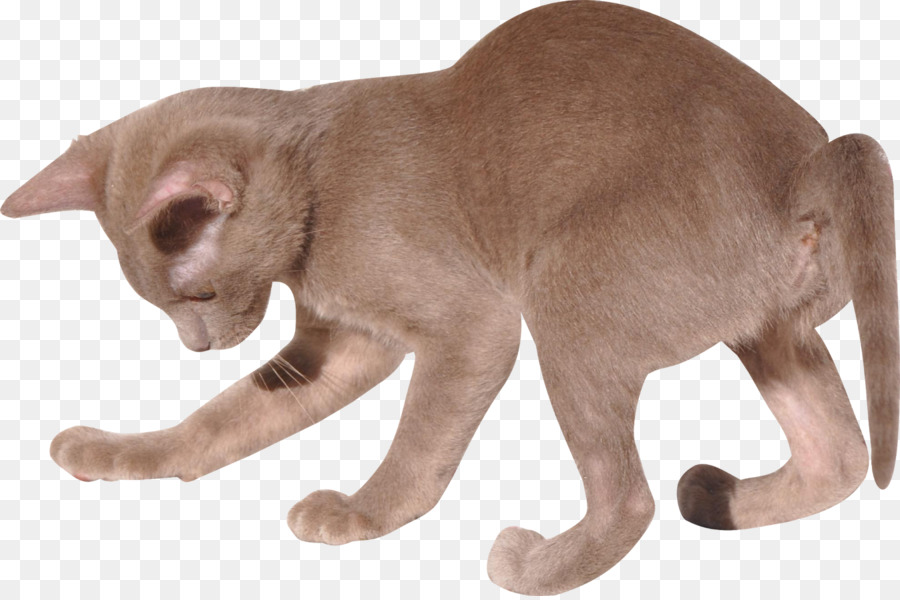 Chat，Animal De Compagnie PNG