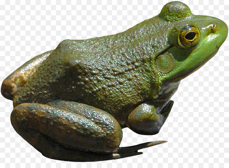 Grenouille，Amphibiens PNG