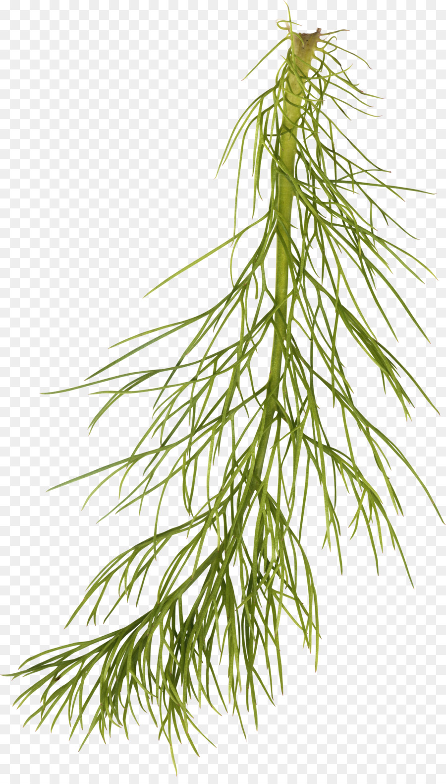 Plante Aquatique，Eau PNG